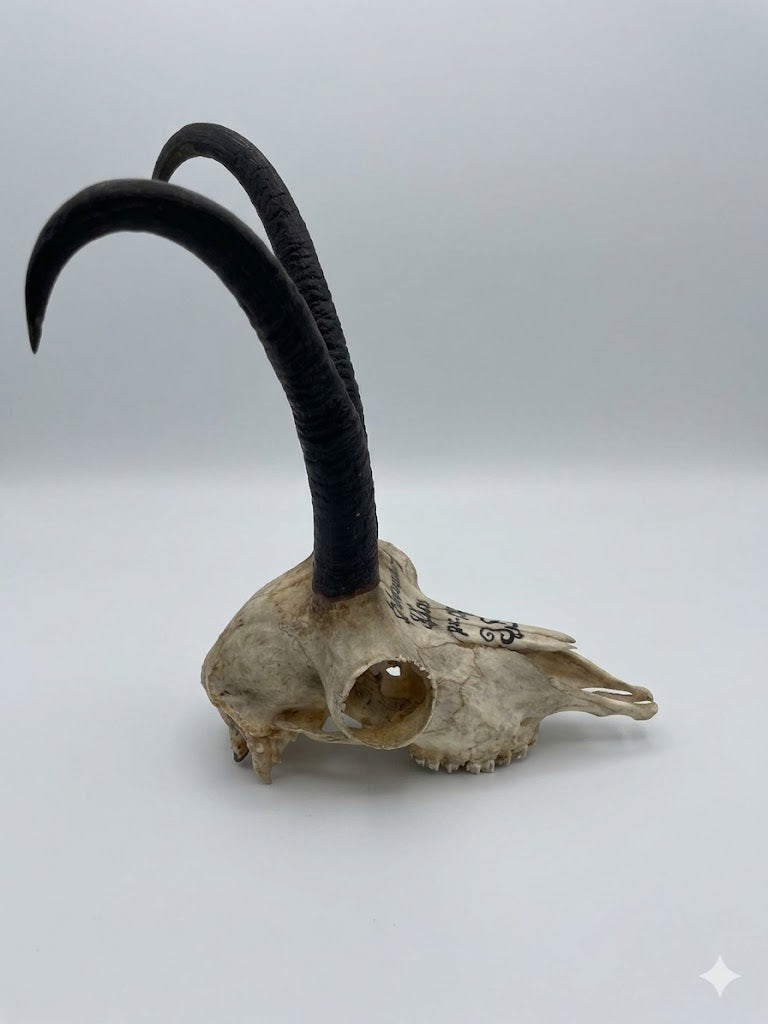 Historische Jagdtrophäe: Großer Gamsbock aus Oberaudorf (1883) – Schlauchlänge 24 cm