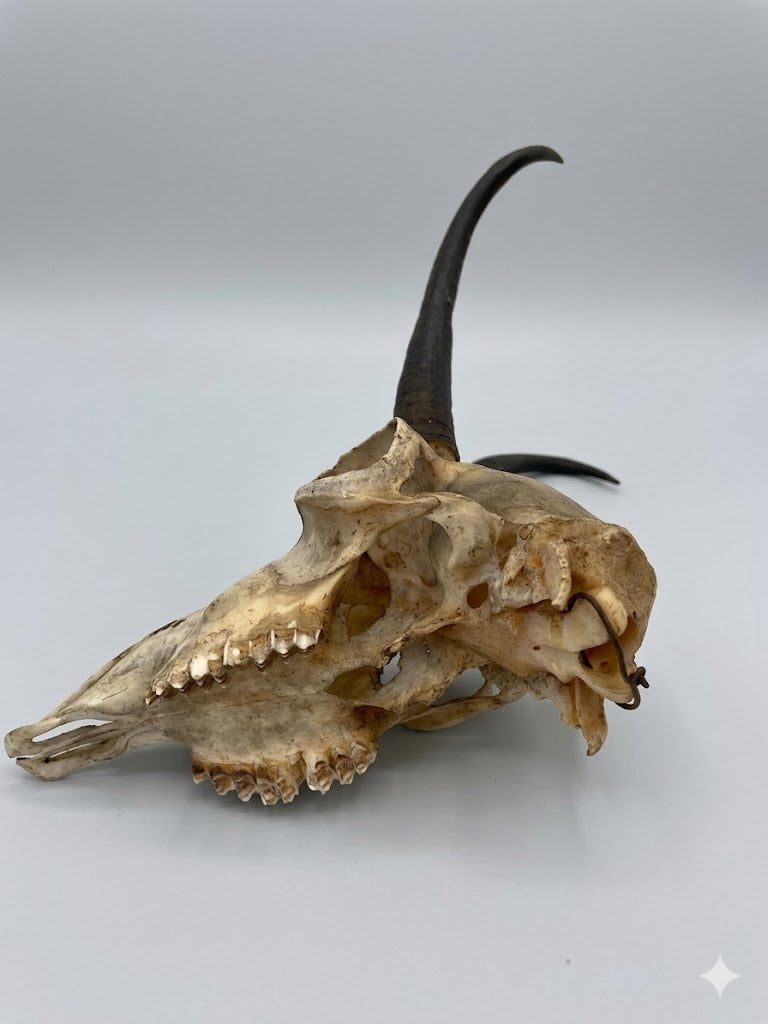 Historische Jagdtrophäe: Großer Gamsbock aus Oberaudorf (1883) – Schlauchlänge 24 cm