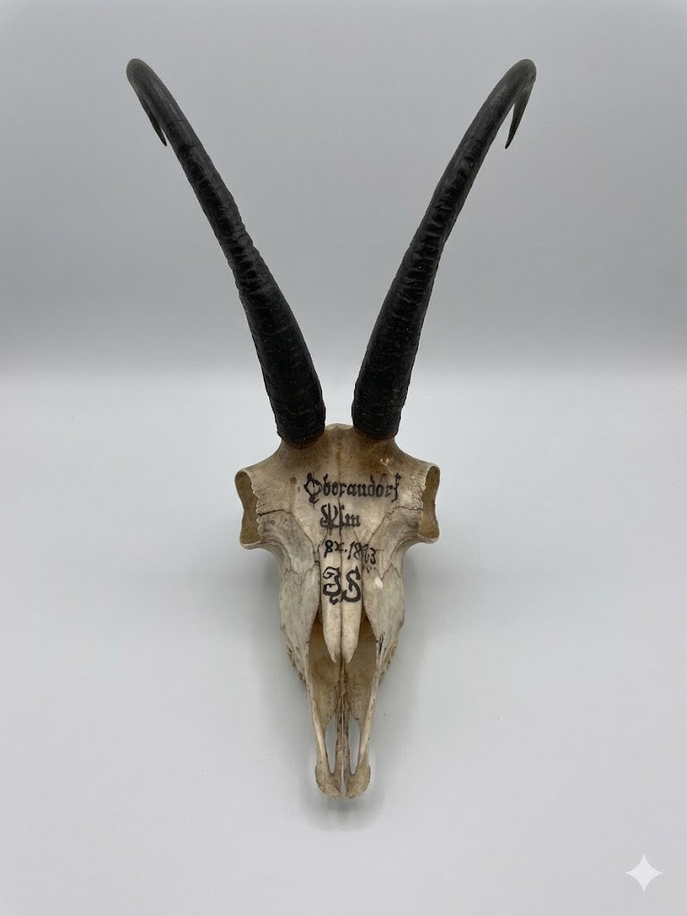 Historische Jagdtrophäe: Großer Gamsbock aus Oberaudorf (1883) – Schlauchlänge 24 cm