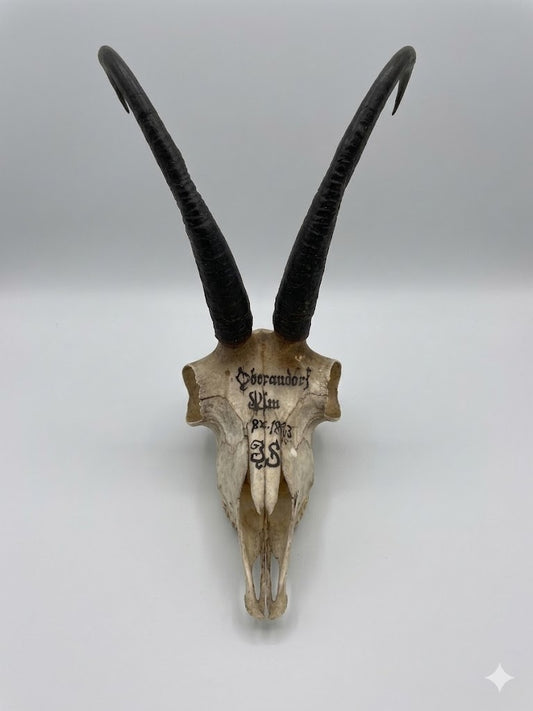 Historische Jagdtrophäe: Großer Gamsbock aus Oberaudorf (1883) – Schlauchlänge 24 cm