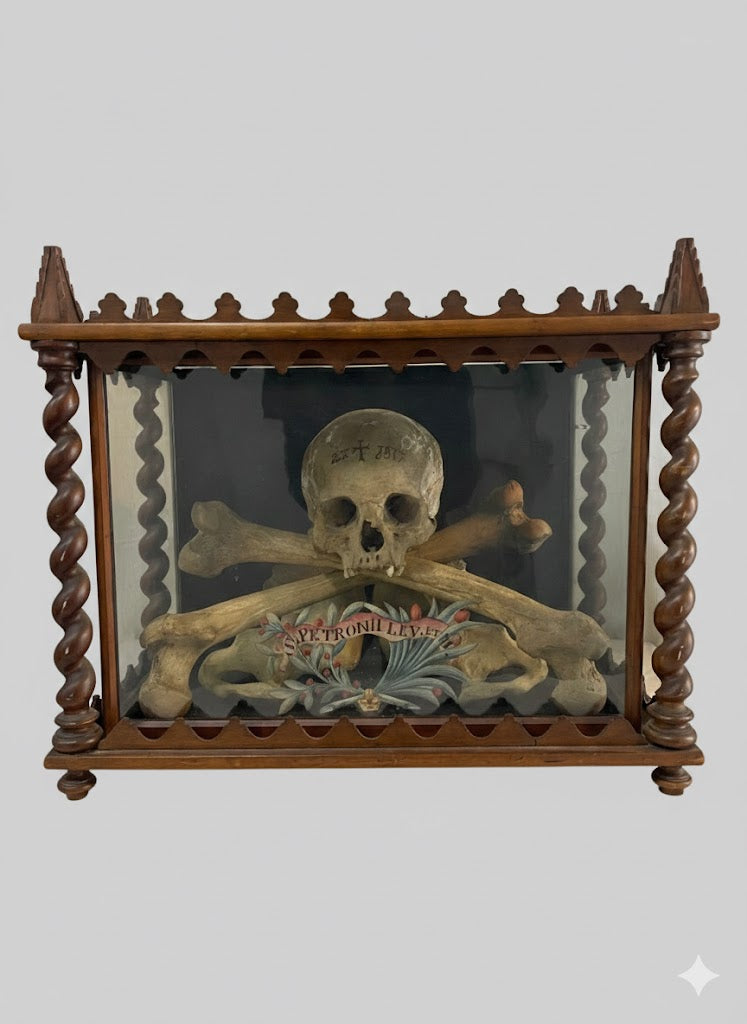 Museales Osteologie-Ensemble in Vitrine (datiert 1875)