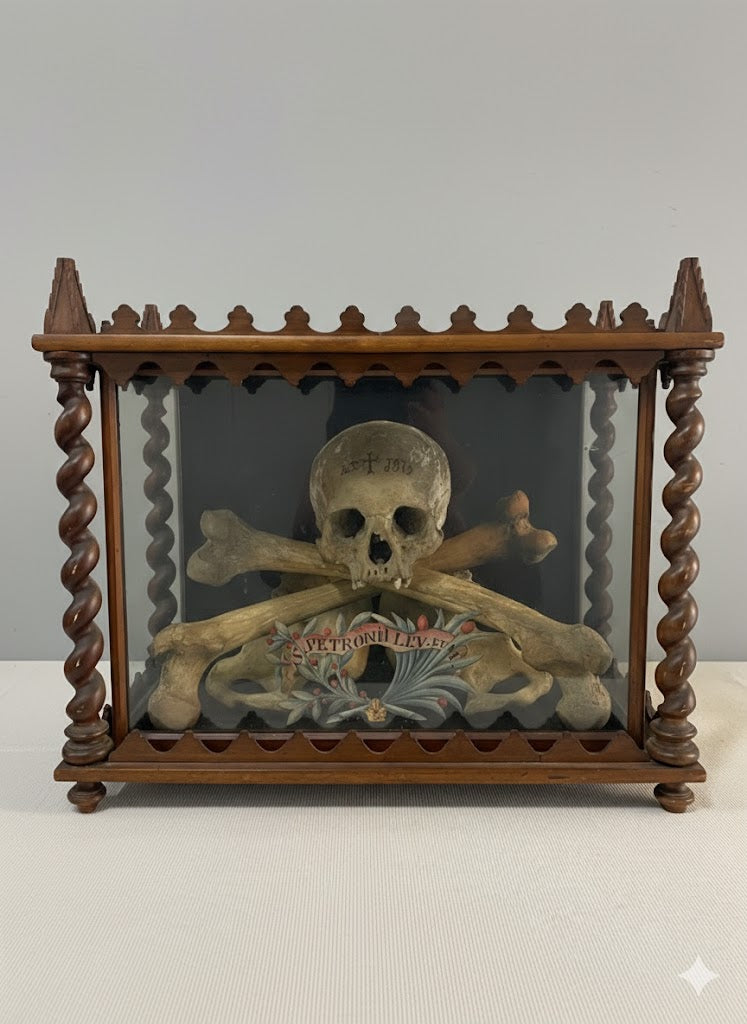 Museales Osteologie-Ensemble in Vitrine (datiert 1875)