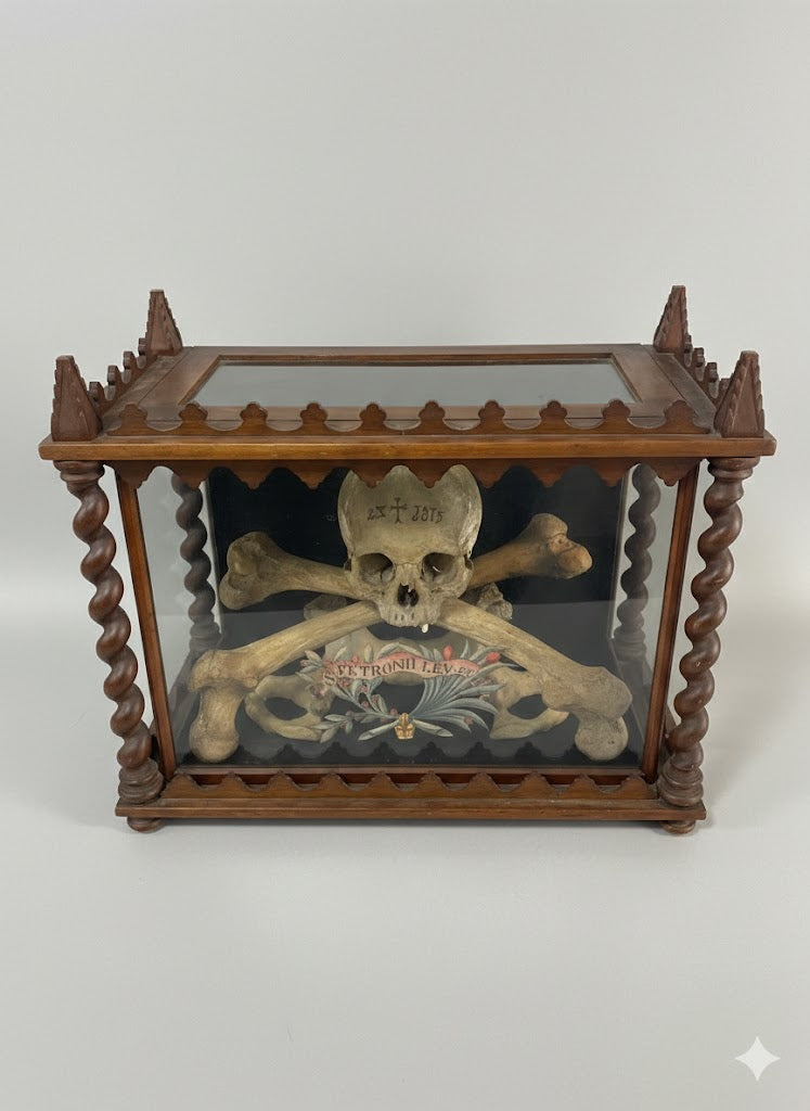 Museales Osteologie-Ensemble in Vitrine (datiert 1875)
