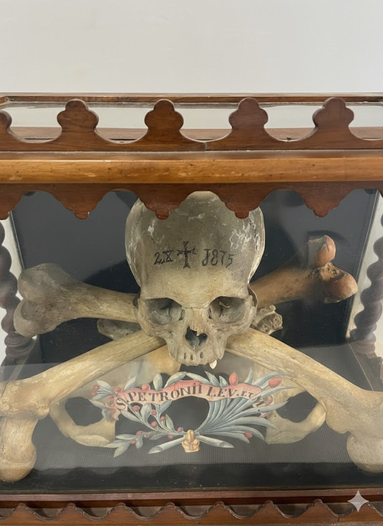 Museales Osteologie-Ensemble in Vitrine (datiert 1875)